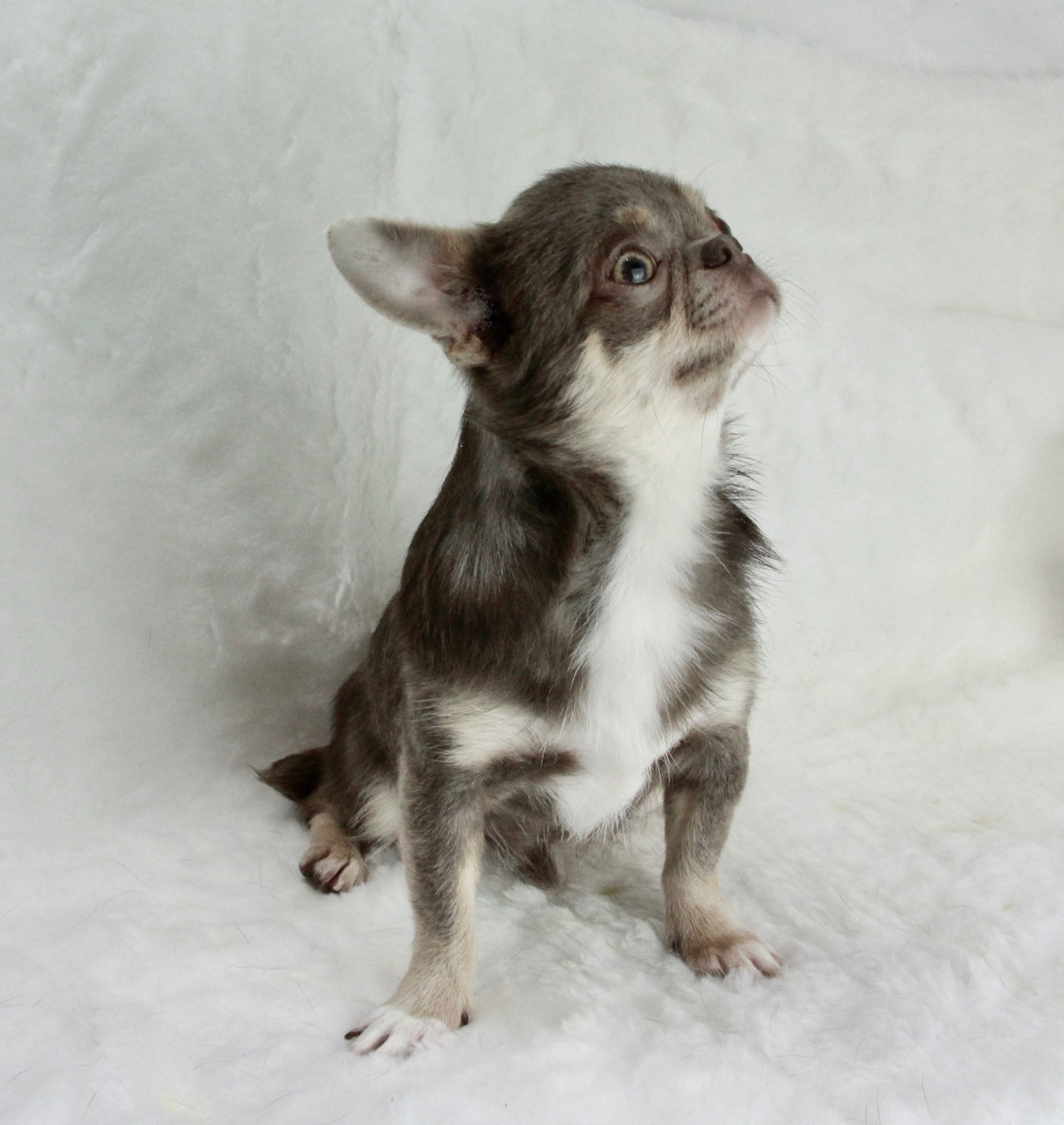 Astra vitus NUZNOVKAIF