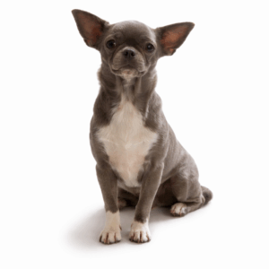 Tabatha Du Royaume D'exquise