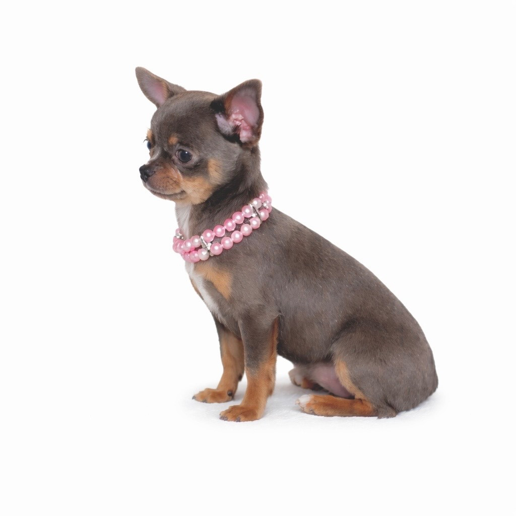 Tabatha Du Royaume D'exquise