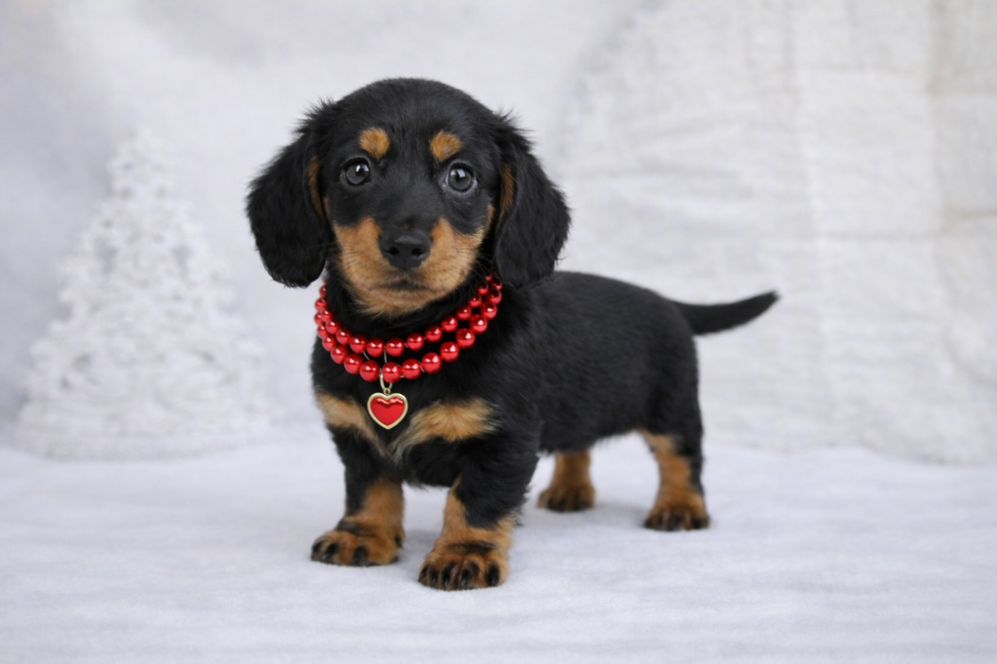 Du Royaume D'exquise - Chiots disponibles - Teckel poil long