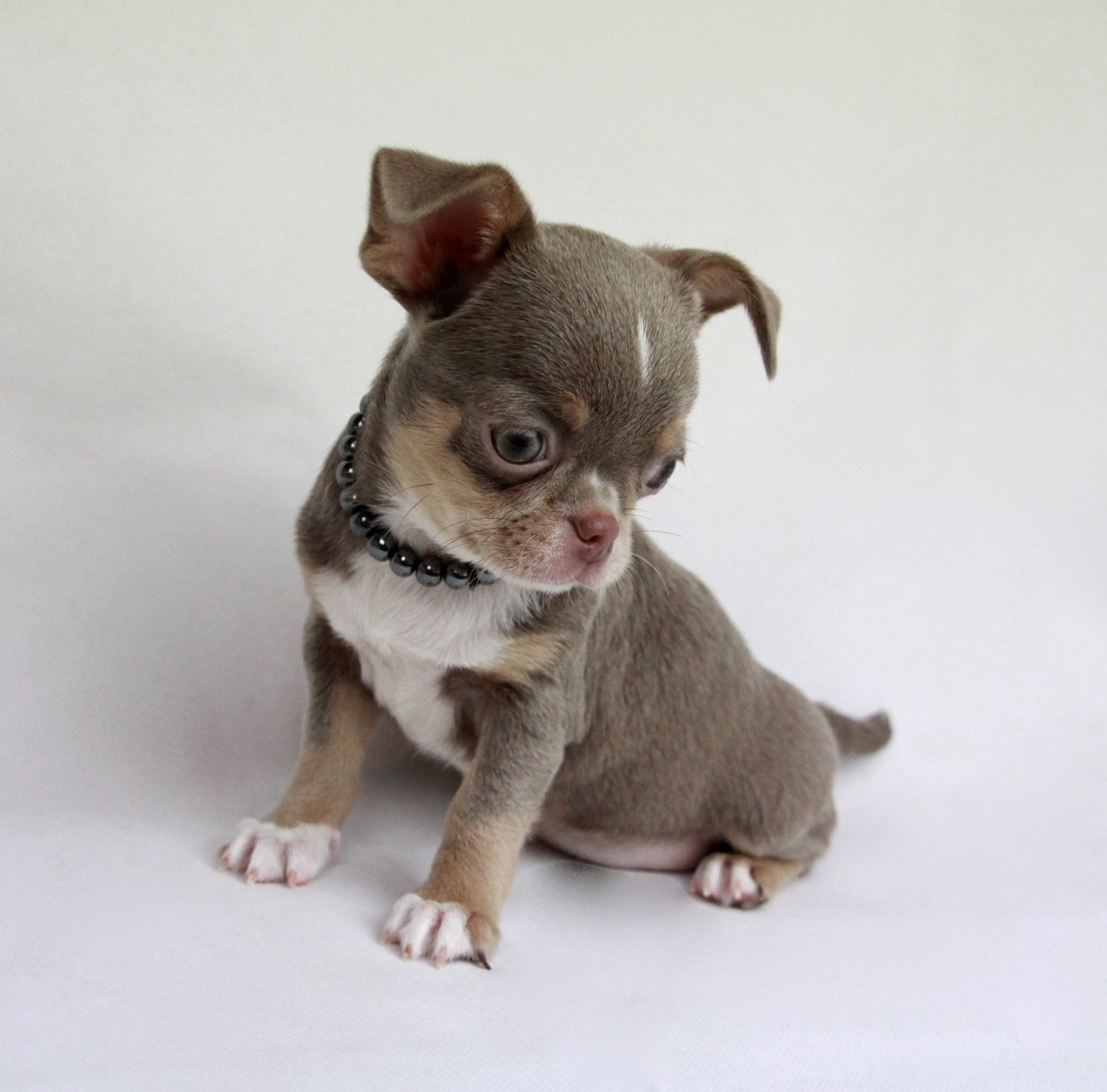 Du Royaume D'exquise - Chiots disponibles - Chihuahua