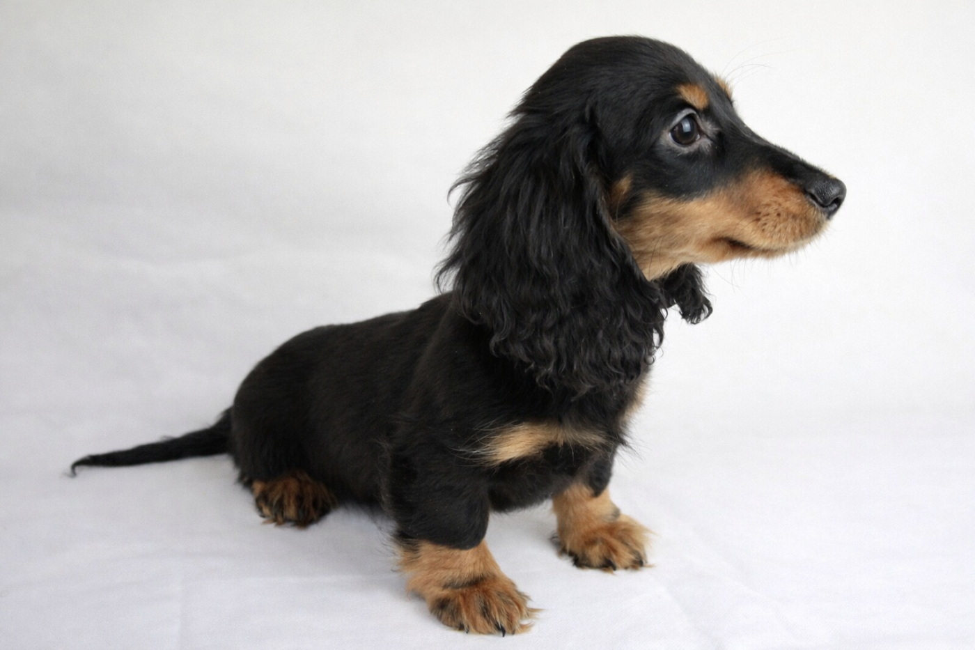 Du Royaume D'exquise - Chiots disponibles - Teckel poil long