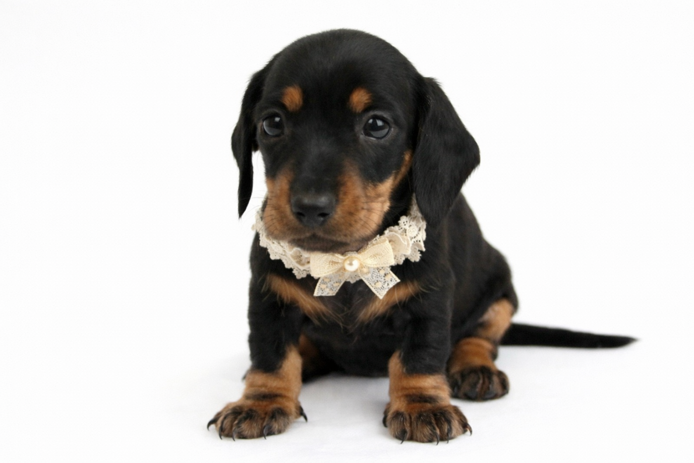 Du Royaume D'exquise - Chiots disponibles - Teckel poil ras