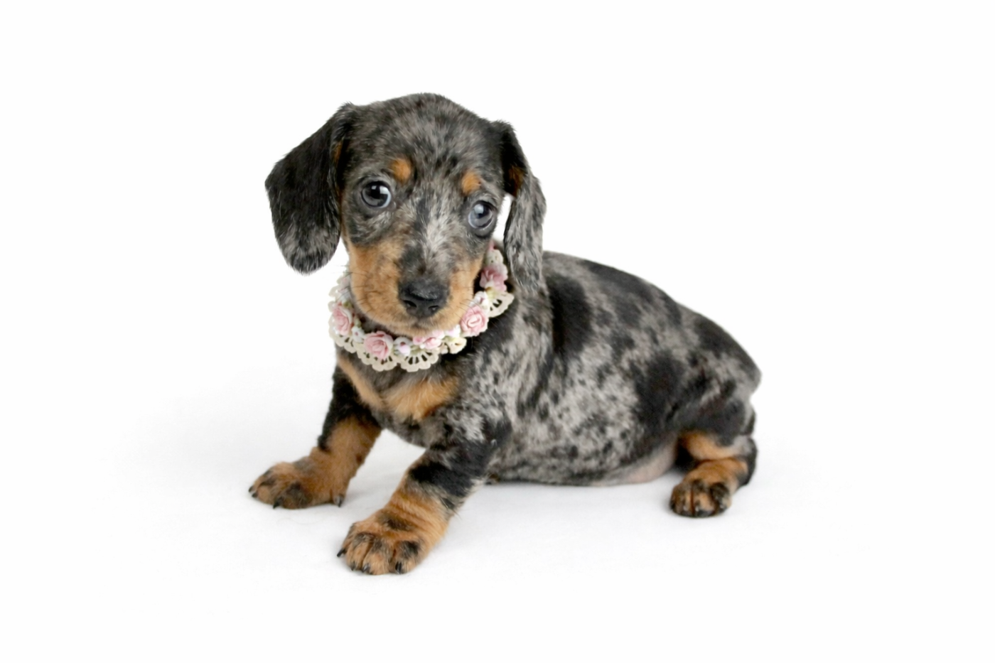 Du Royaume D'exquise - Chiots disponibles - Teckel poil ras