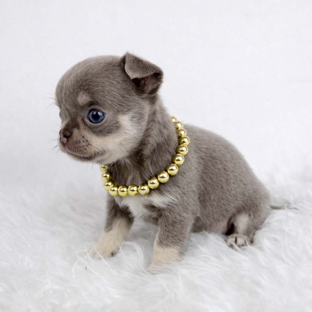 Du Royaume D'exquise - Chiots disponibles - Chihuahua