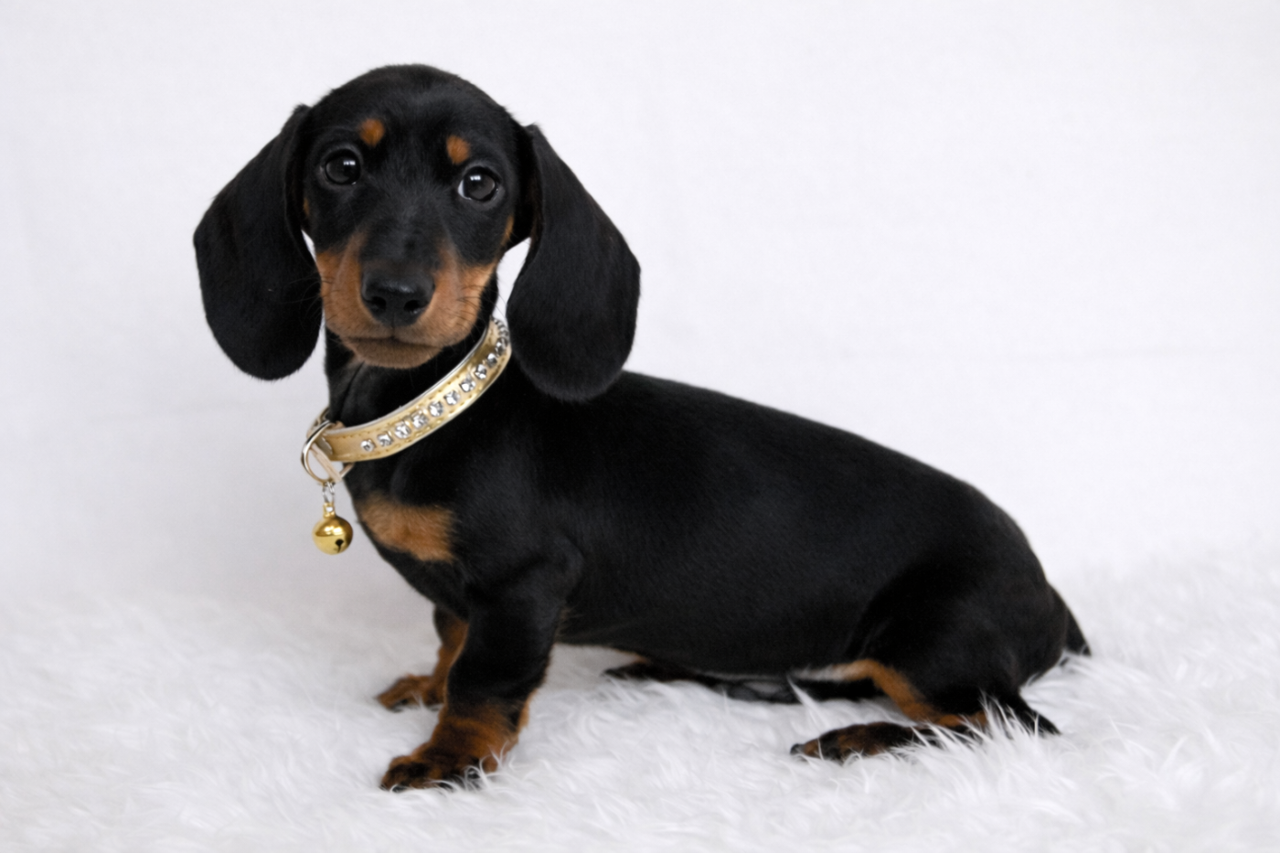 Chiot Teckel poil ras Du Royaume D'exquise