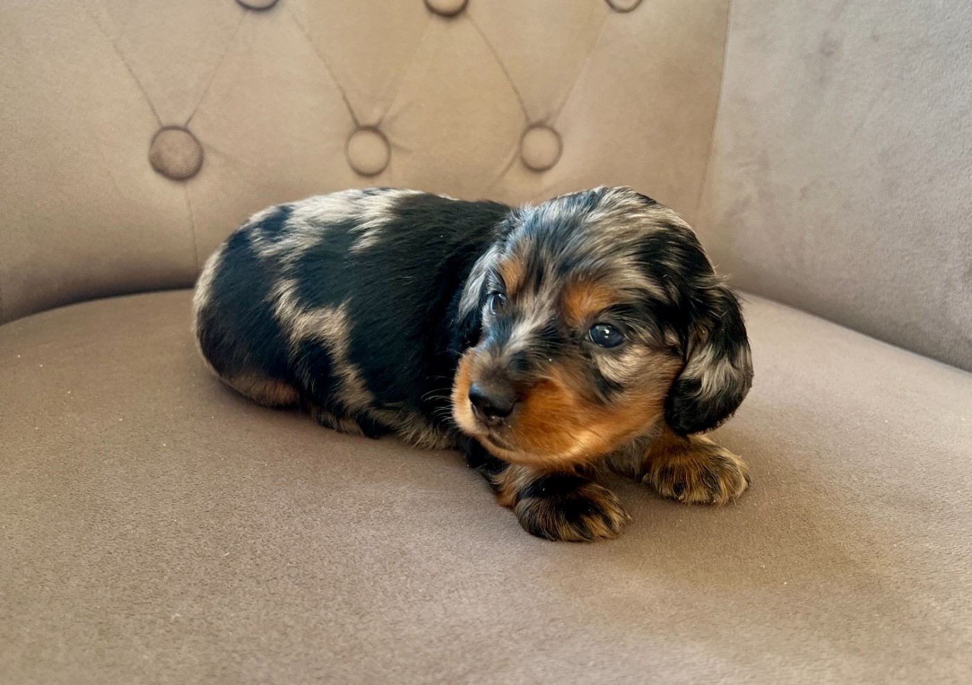 Du Royaume D'exquise - Chiots disponibles - Teckel poil long