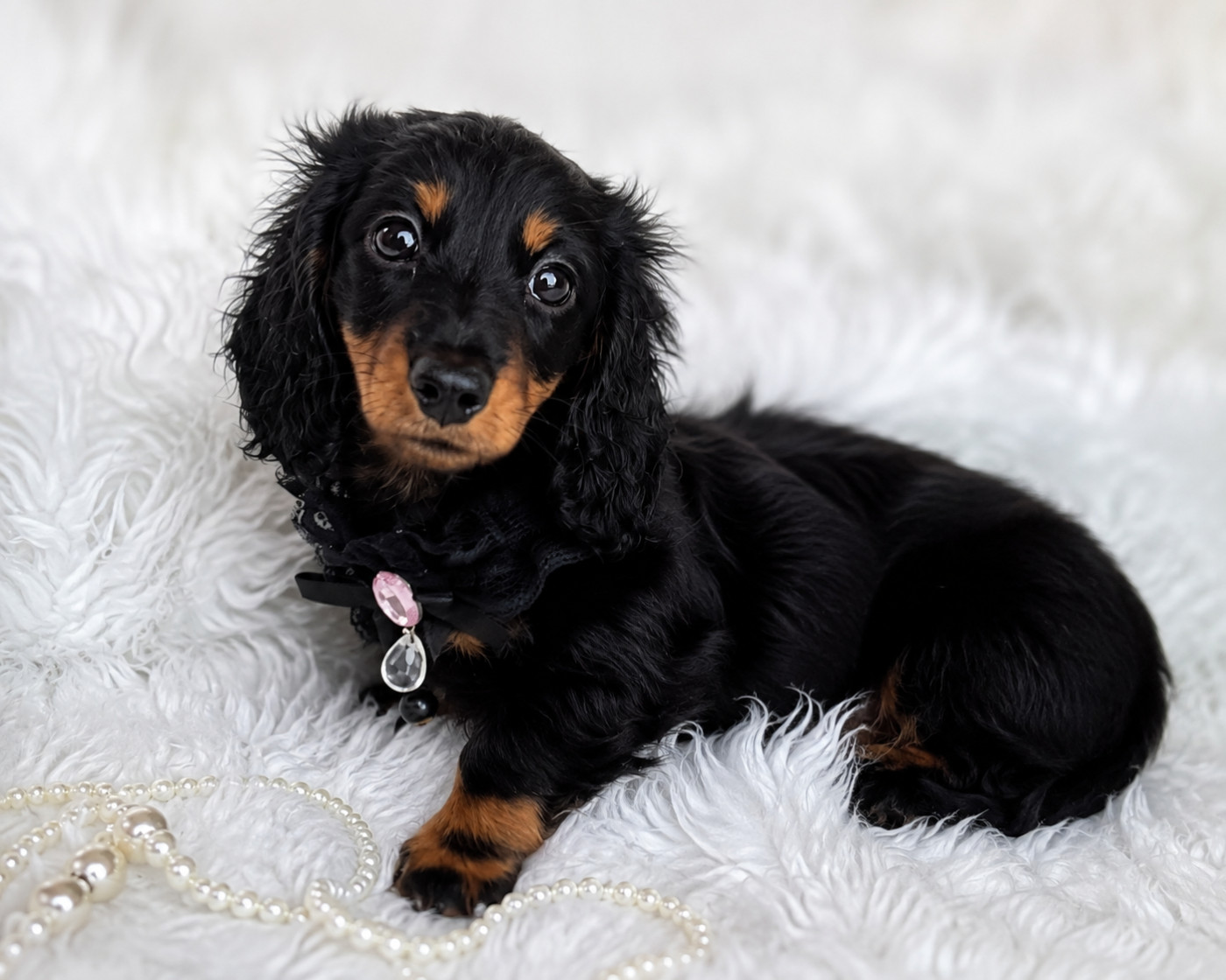 Du Royaume D'exquise - Chiots disponibles - Teckel poil long