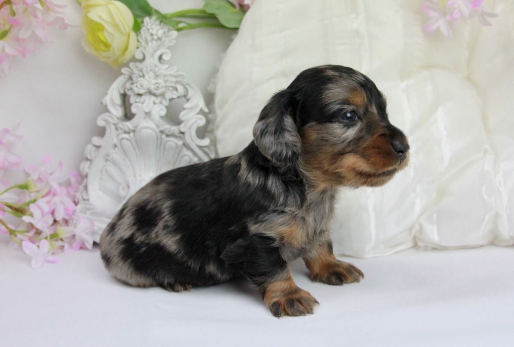 Chiot Teckel poil long Du Royaume D'exquise